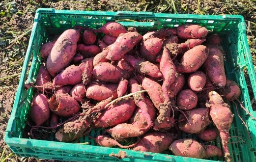 PATATE DOUCE (kg)